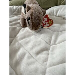 TY BEANIE BABY 1999 " CHIPPER " THE CHIPMUNK RETIRED, RARE with Tag Errors!